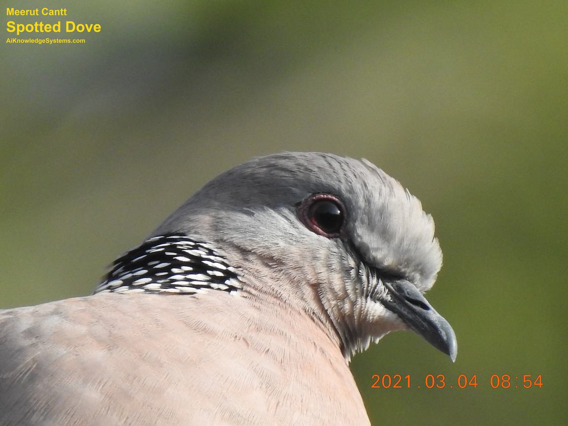 Dove Spotted (90) Coming Soon